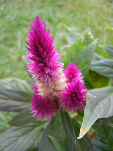 Celosia Caracas (2012, June 30) - CELOSIA Caracas