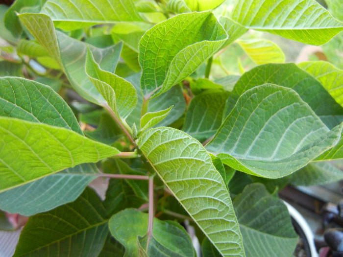 Euphorbia pulcherrima (2012, June 13)