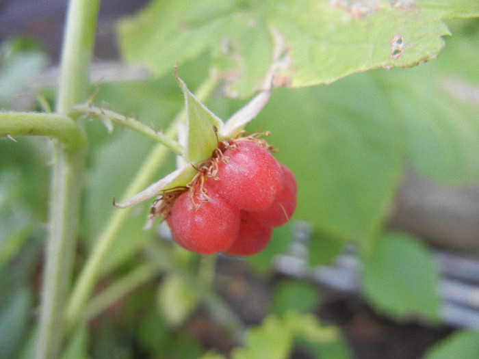 Raspberry_Zmeura (2012, June 27)