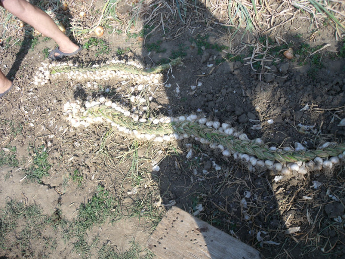 Picture 278 - gradina 2012