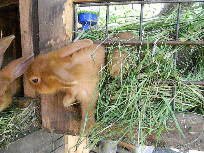 IEPURI NEOZEELANDEZ ROSU