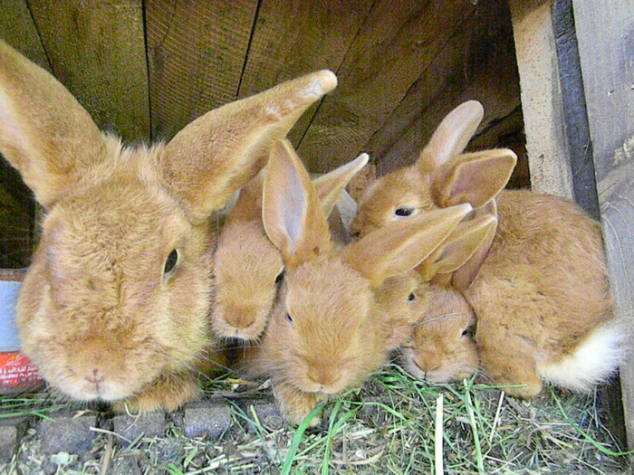 IEPURI NEOZEELANDEZ ROSU