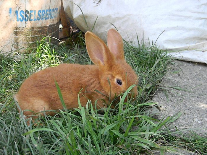 IEPURI NEOZEELANDEZ ROSU