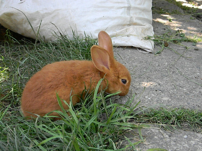 IEPURI NEOZEELANDEZ ROSU