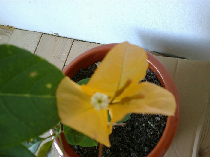 b. galbena - bougainvillea