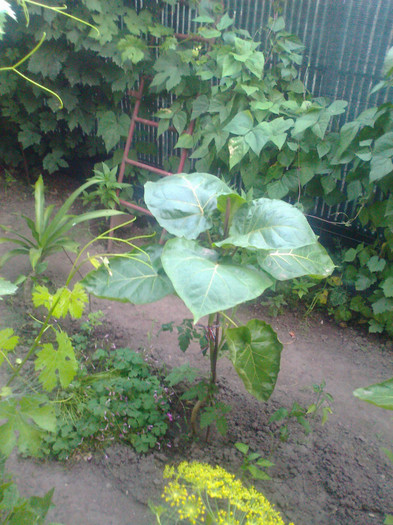 tamarillos