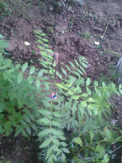 xanthocerax sorbifolia