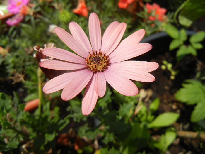 African Daisy (2012, June 30) - 2012 African Daisy