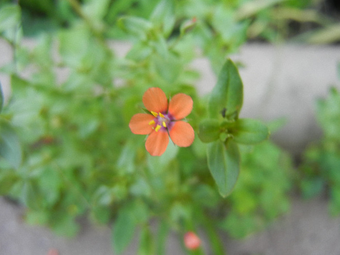 Anagallis arvensis (2012, June 30) - Anagallis arvensis