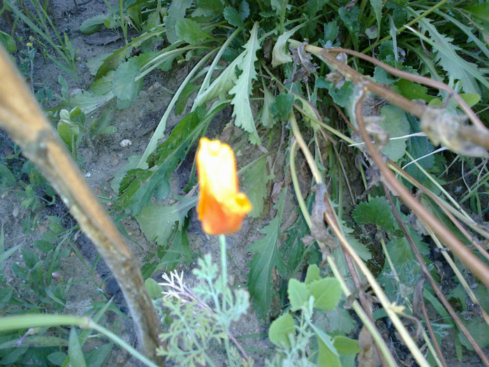 29062012906 - gradina