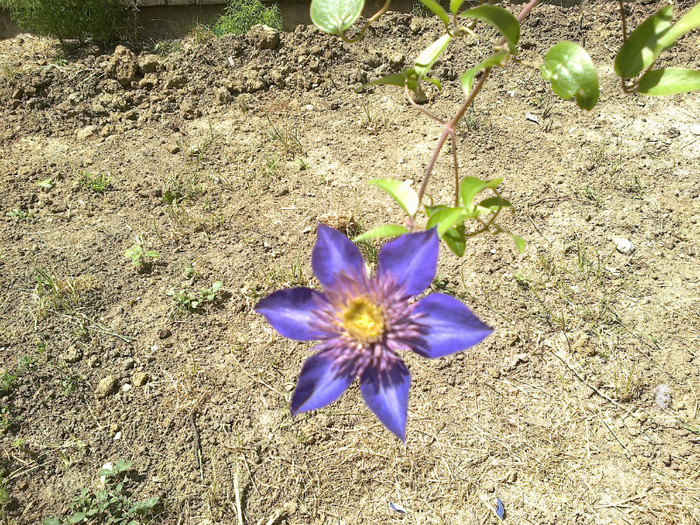 30062012908 - gradina