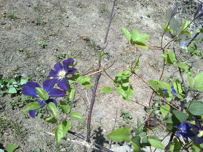 30062012910 - gradina