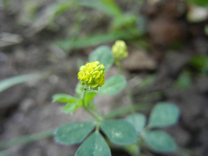 Medicago lupulina (2012, June 30) - Medicago lupulina