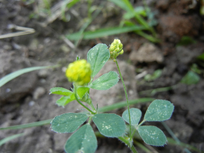 Medicago lupulina (2012, June 30) - Medicago lupulina