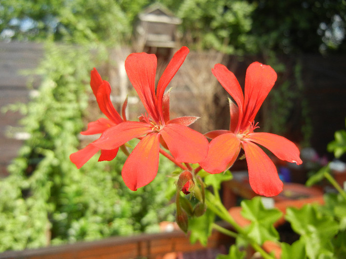 Mini Cascade Red (2012, June 30) - Ivy-geranium Mini Cascade Red