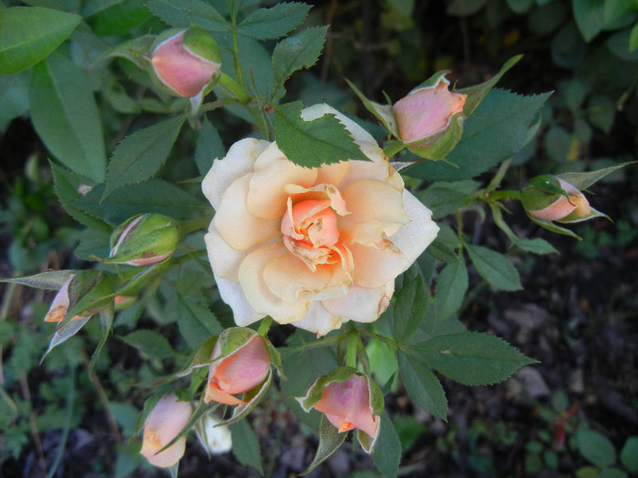 Orange Miniature Rose (2012, Jun.27)