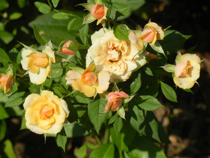 Orange Miniature Rose (2012, Jun.30)