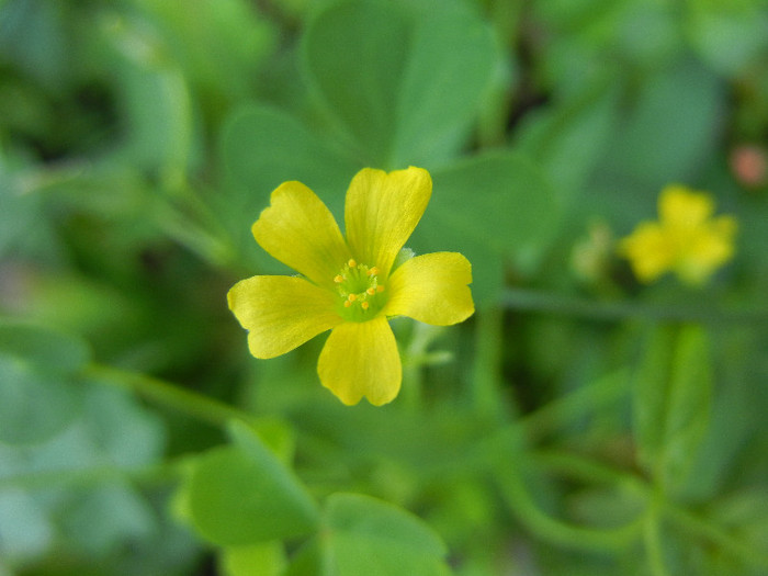 Yellow Wood Sorrel (2012, June 30) - Oxalis stricta_Wood Sorrel