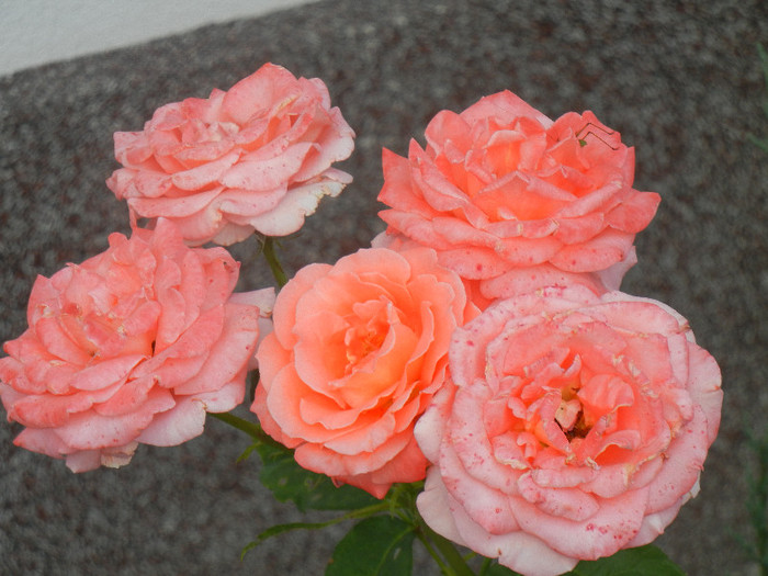 Bright Salmon Rose (2012, June 26) - Rose Salmon Bright