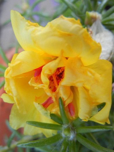 Portulaca grandiflora (2012, June 30)