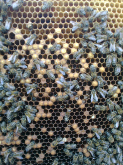 puiet amestecat cu celule cu miere; Celule de puiet amestecate cu celule cu miere.Am vrut sa il scutur dar azi 30.06 am vazut ca a tras 
