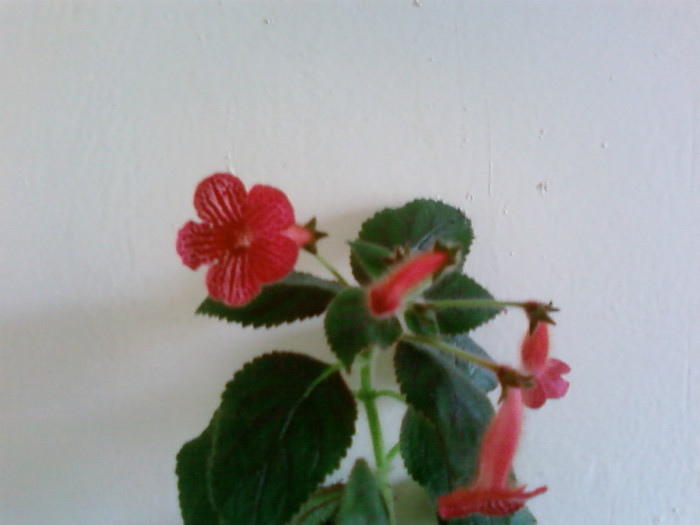 carnival - Kohleria