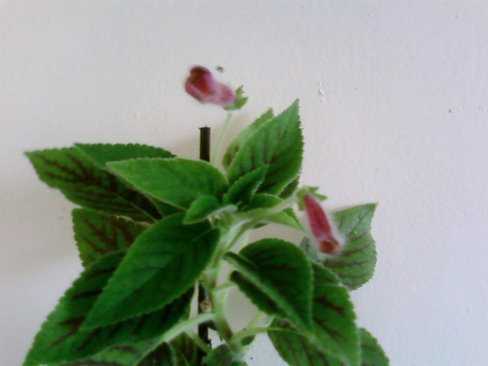 ampalang - Kohleria