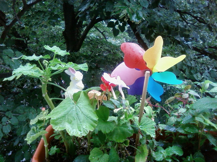 jardiniera mea - Foto