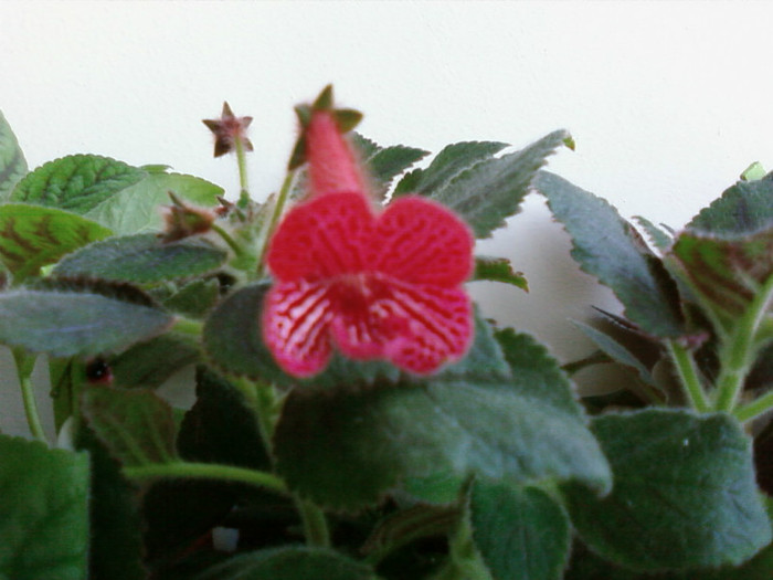 carnival - Kohleria