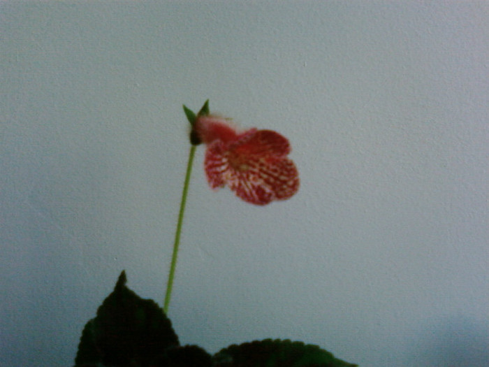 Krukpakettet - Kohleria