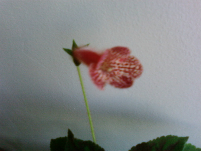 Krukpakettet - Kohleria