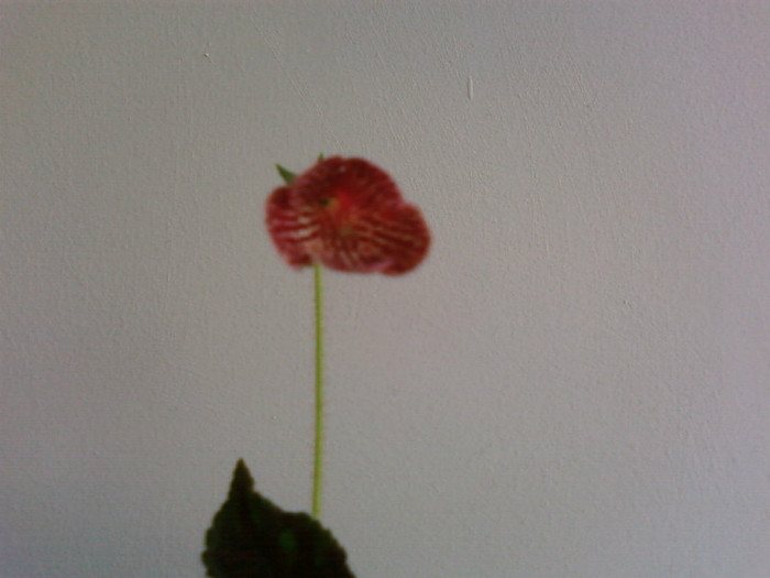 Krukpakettet - Kohleria