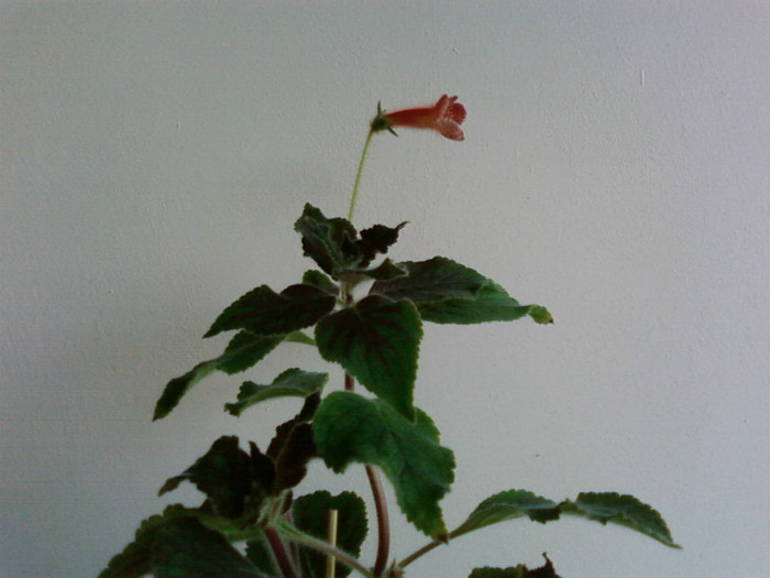 Krukpakettet - Kohleria
