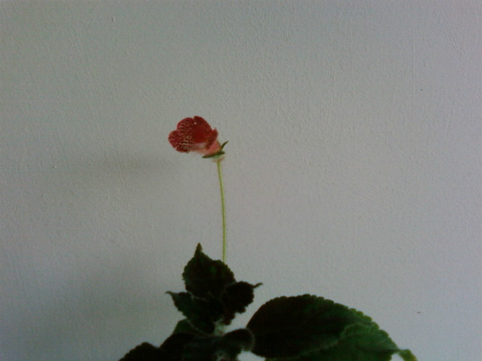 Krukpakettet - Kohleria