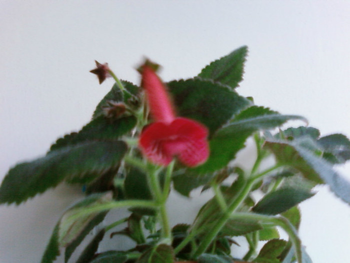 carnival - Kohleria
