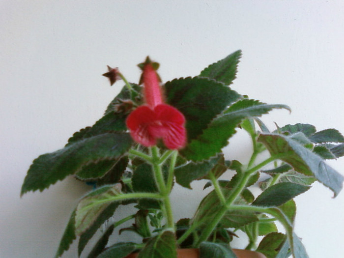 carnival - Kohleria