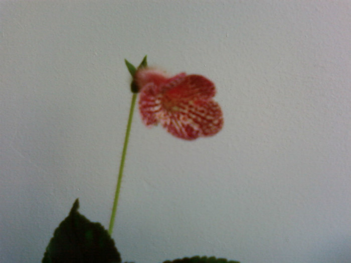 Krukpakettet - Kohleria