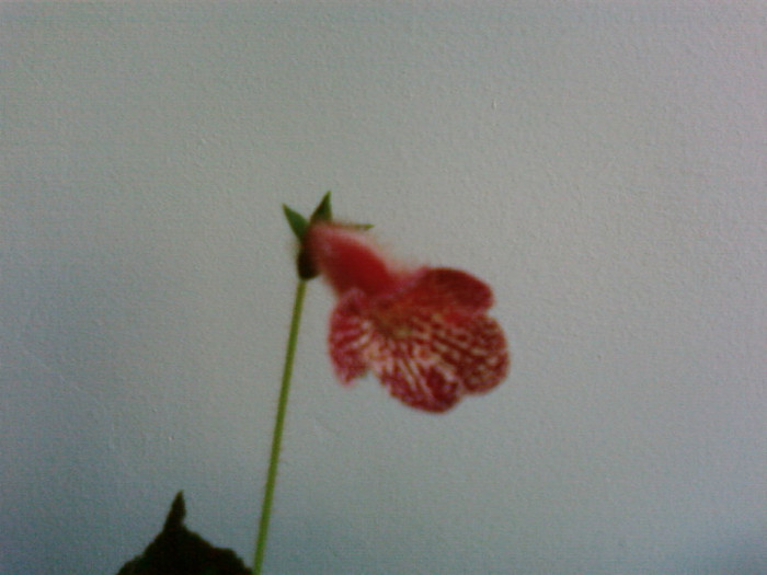 Krukpakettet - Kohleria