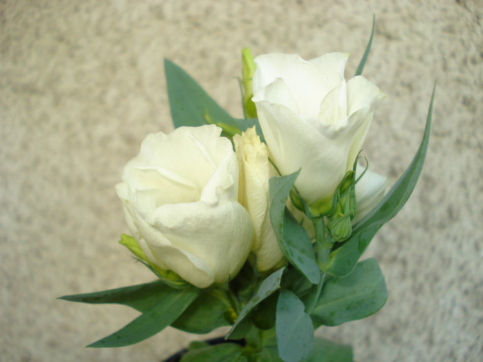 Iunie 2012 - Lisianthus alb