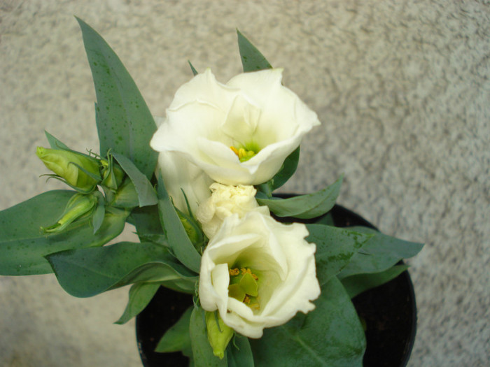 Iunie 2012 - Lisianthus alb