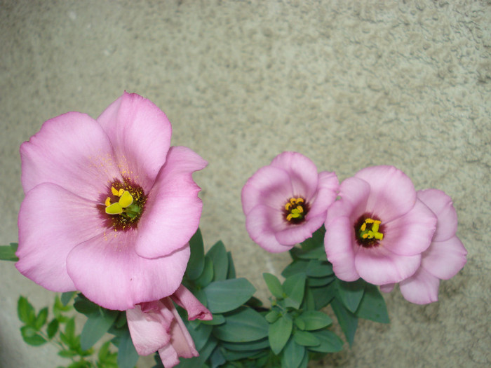 Iunie 2012 - Lisianthus roz