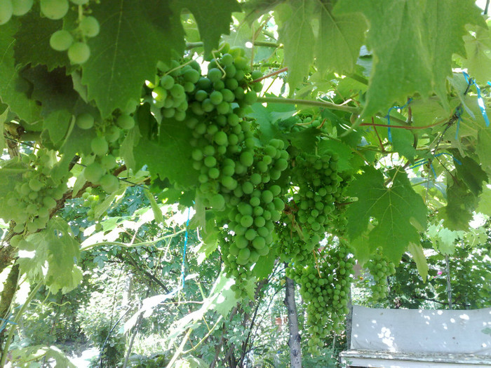 30062012 frum de mur