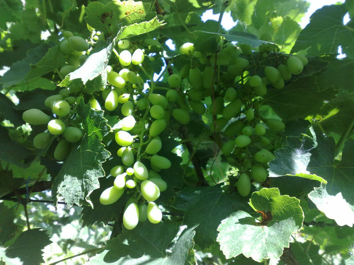 30062012 musc de alex