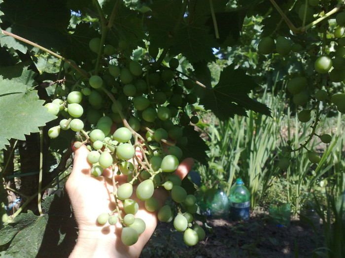 30062012 musc de alexandria