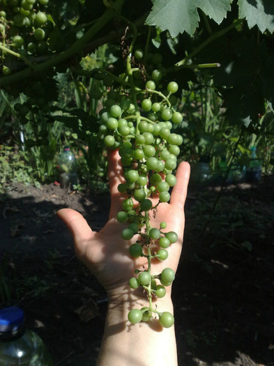 30062012 muscato giallo