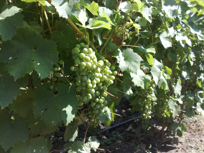 30062012 perla de cs