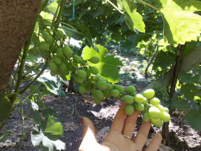 30062012 regina - VITA DE VIE 2012