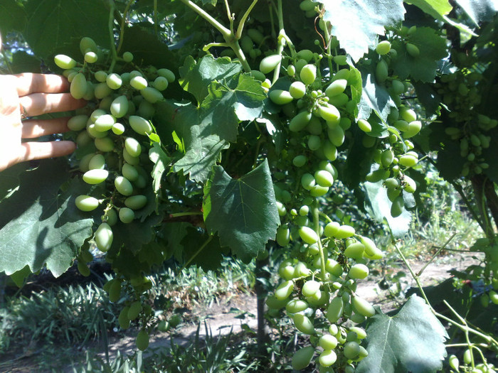 30062012 victoria - VITA DE VIE 2012