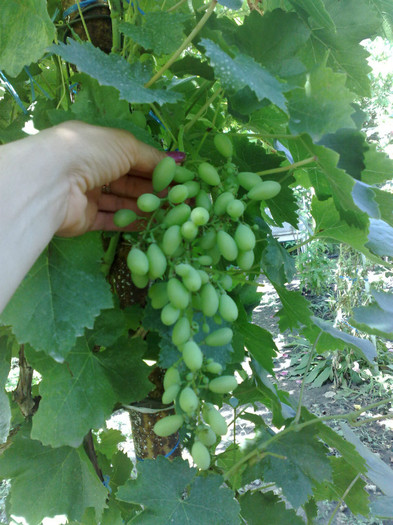 30062012 victoria - VITA DE VIE 2012