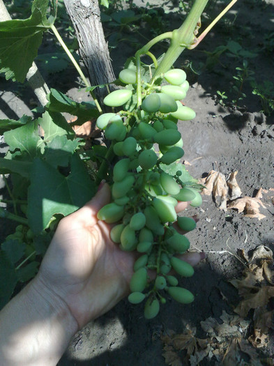 30062012 victoria - VITA DE VIE 2012